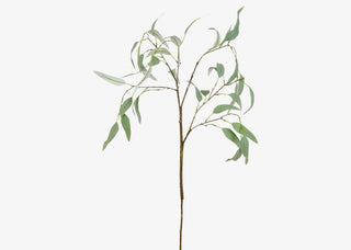 Eucalyptus Branch