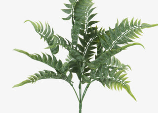 Tropical Fern Branch
